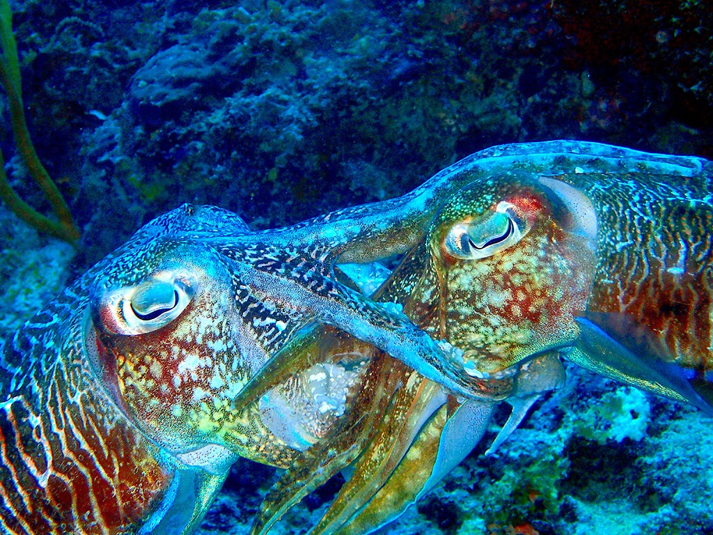 Cuttle Fish